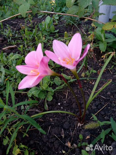 Зефирантес или Выскочка