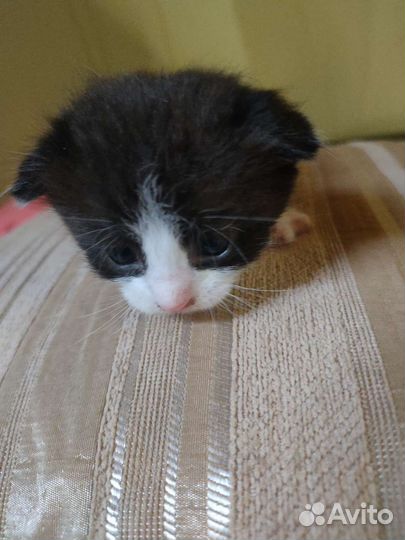Котята