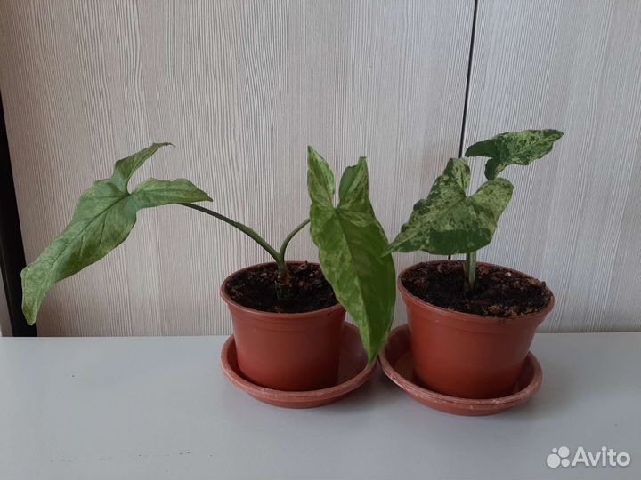 Сингониумы