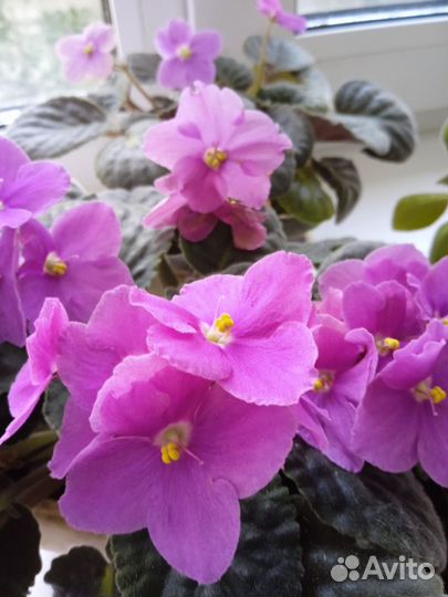 Комнатные растения