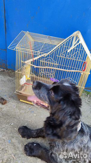 Клетка для птички