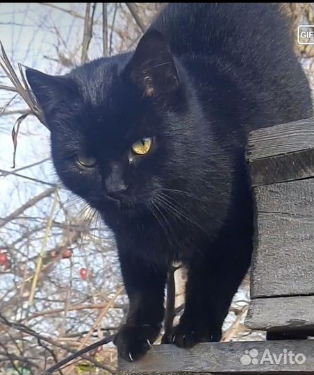 Кошка в дар