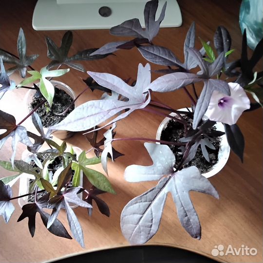 Ипомея батат