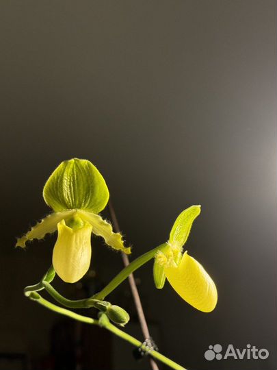 Цветущая Орхидея Башмак Paphiopedilum Pinocchio