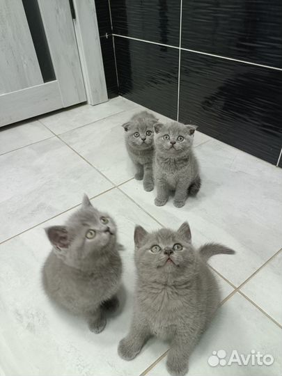 Шотландская