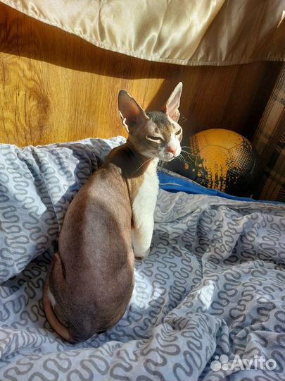Кошка сфинкс бесплатно