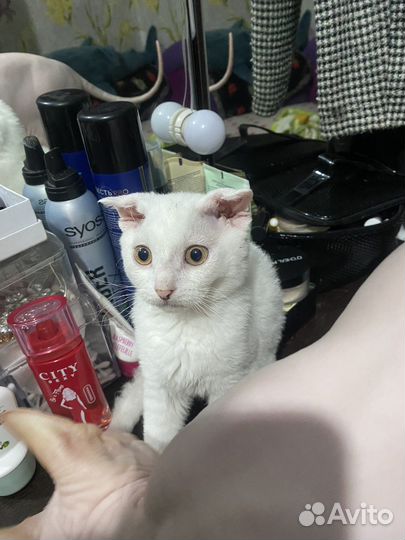 Котята сфинкс бесплатно