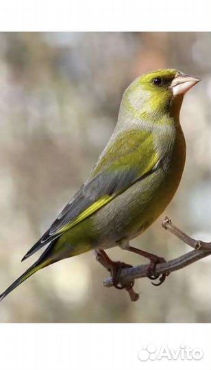 Певчие лесные птицы