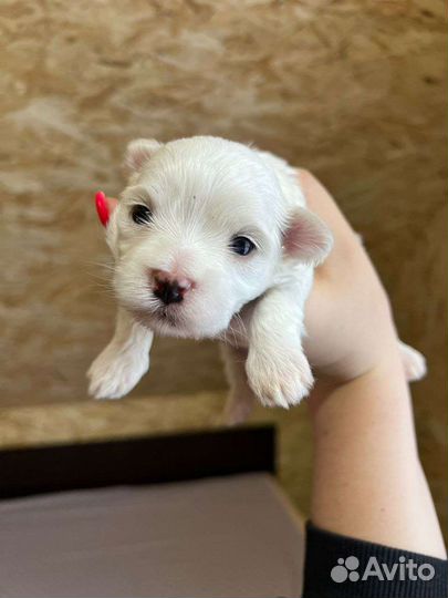 Щенок Мальтийской болонки