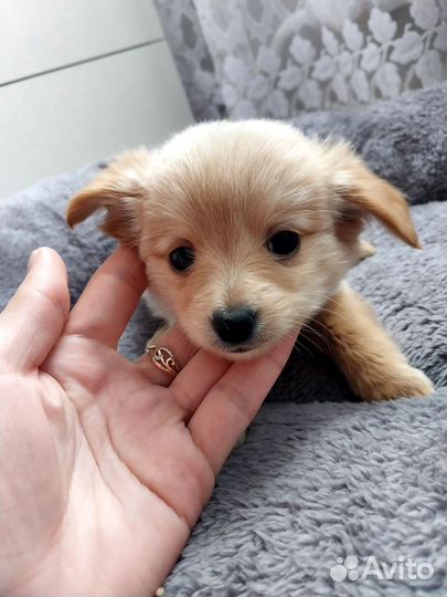 Той-терьер щенки