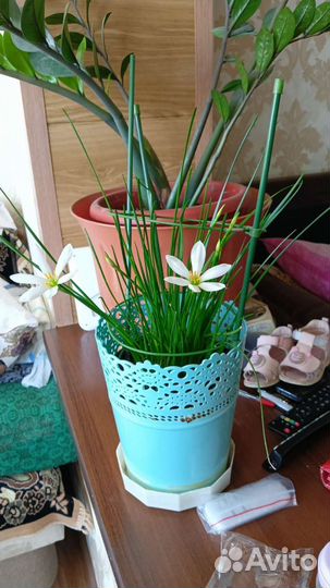 Комнатные цветы