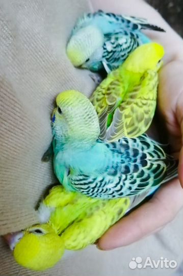 Попугай волнистый от 40 дней