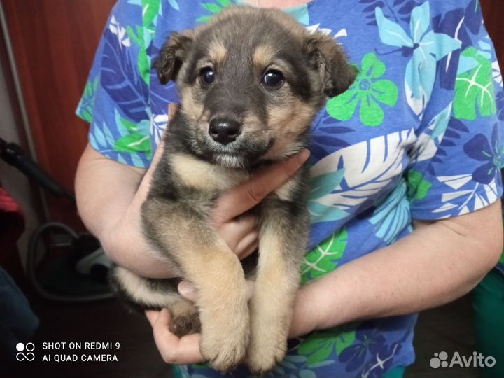 Щенки в добрые руки