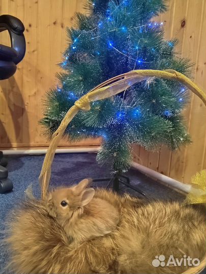 Декоративные кролики