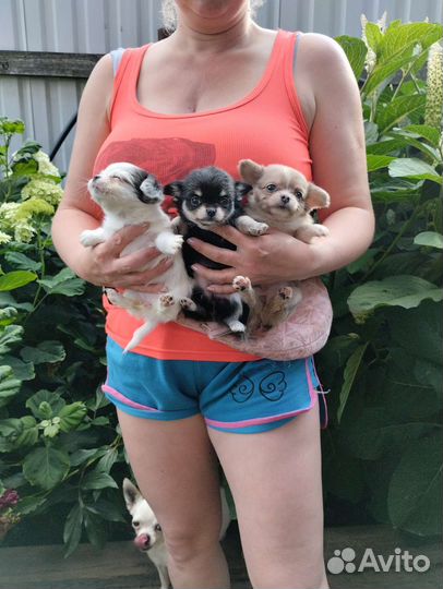 Чихуахуа. Мини. Доставка