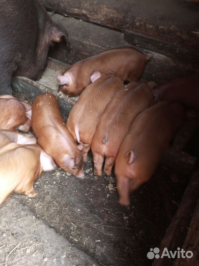 Поросята Дюрок Племенные