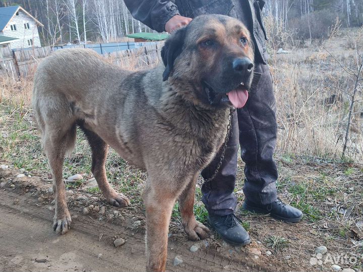 Собаки