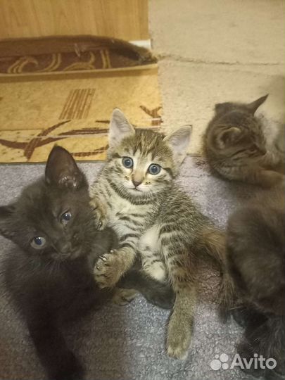 Отдам в добрые руки