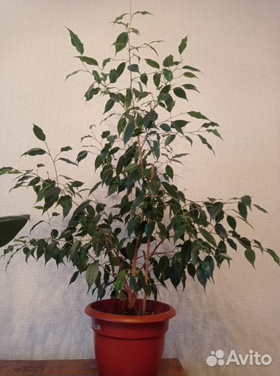 Фикус, алое вера