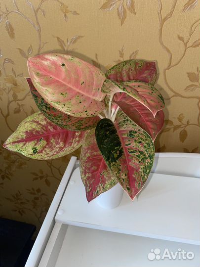 Аглаонема Maha Sedthee