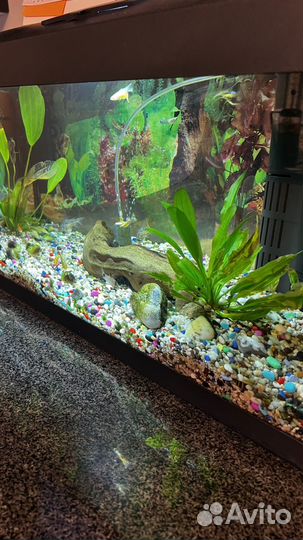 Аквариумные рыбки