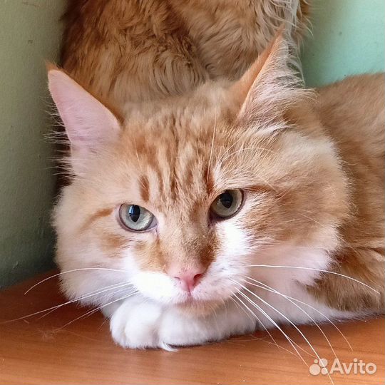 Салтан ищет дом