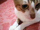 Кошка породы Корнишрекс, ласковая, добрая, чистюля объявление продам