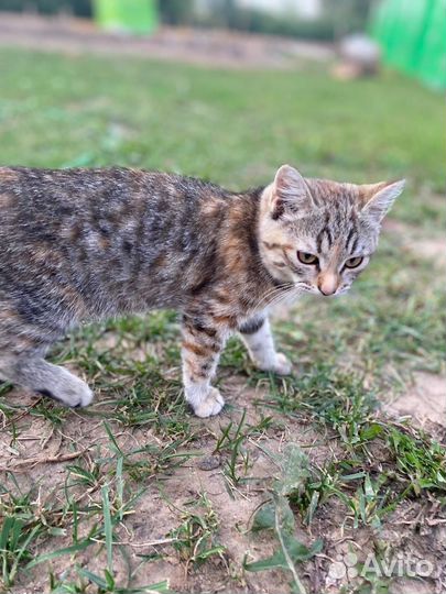 Котята бесплатно