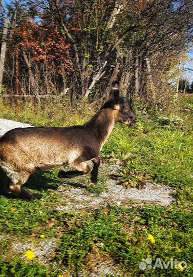 Козочки и козлики от высокоудойных родителей