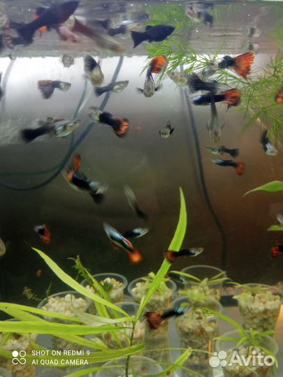 Аулофорус, гуппи