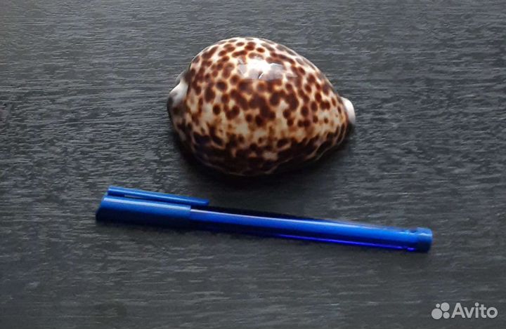 Морские ракушки