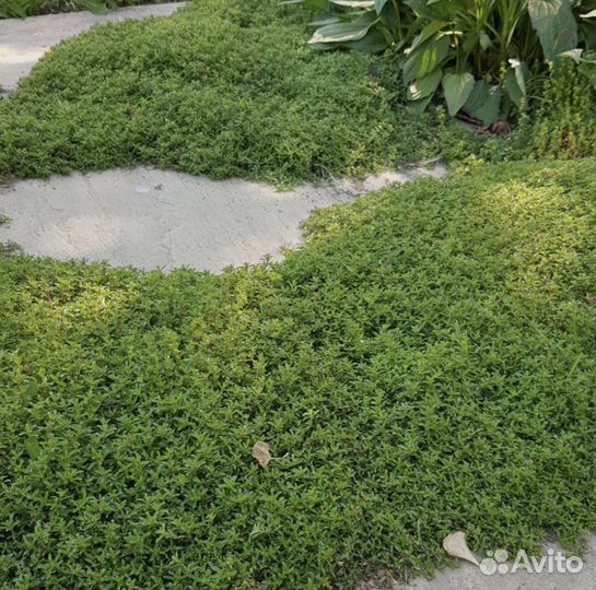 Тимьян, семена