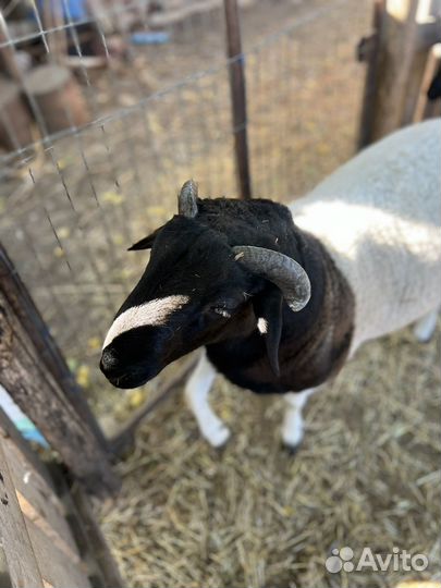 Баран дорпер