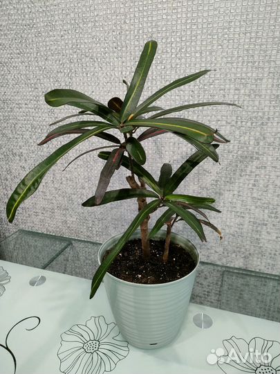 Кротон red banana