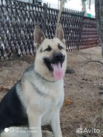 Кобель 5 лет