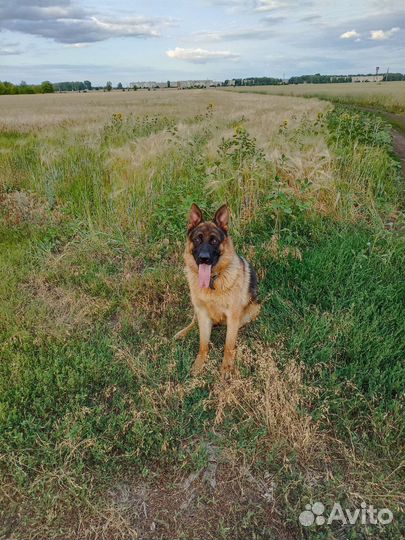 Немецкая овчарка кобель вязка