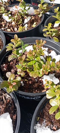 Брусника садовая саженцы