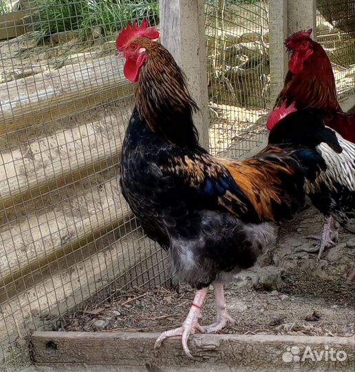 Молодые петухи