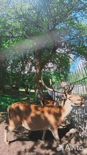 Галопом по Домбаю