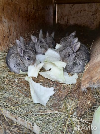 Продам крольчих и кролов