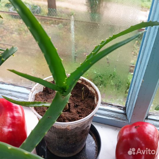 Алоэ лечебный