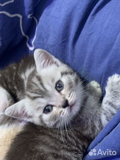 Британская