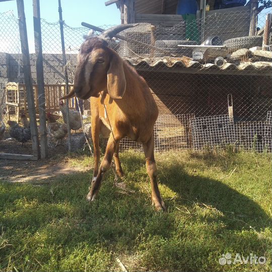 Нубийские козы