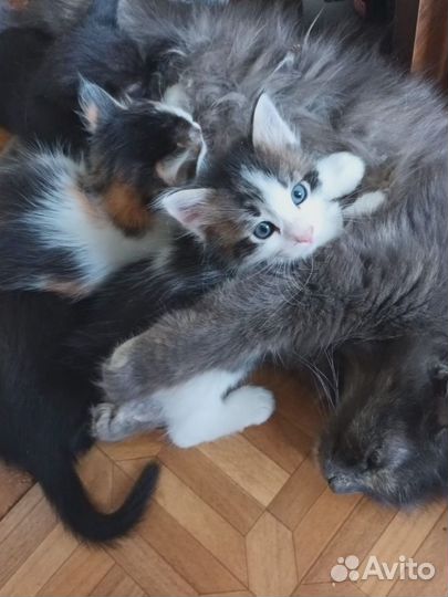 Котята в добрые руки 1.2 месяцев