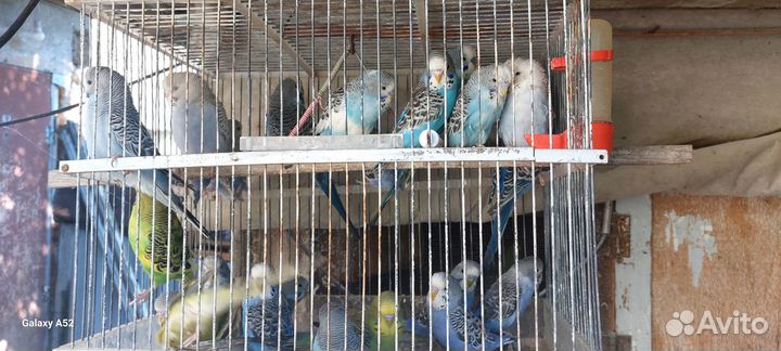 Попугаи волнистые