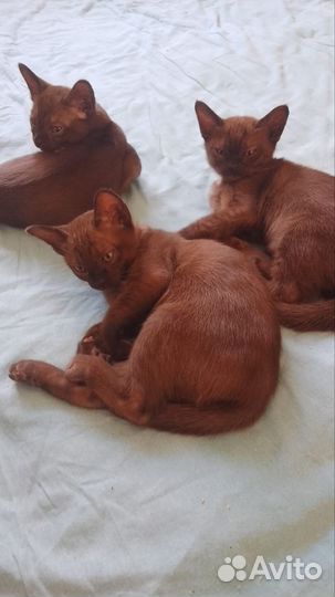 Бурманская кошка