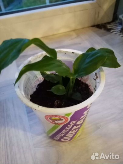 Спатифиллум