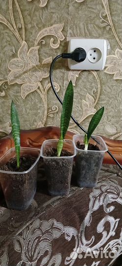 Кактусы и суккуленты