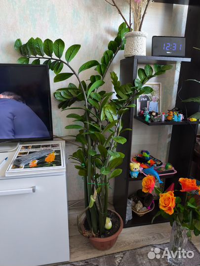 Замиокулькас высокий