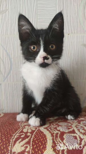 Маркиз в добрые руки